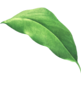 Leaf-5-1-1.png